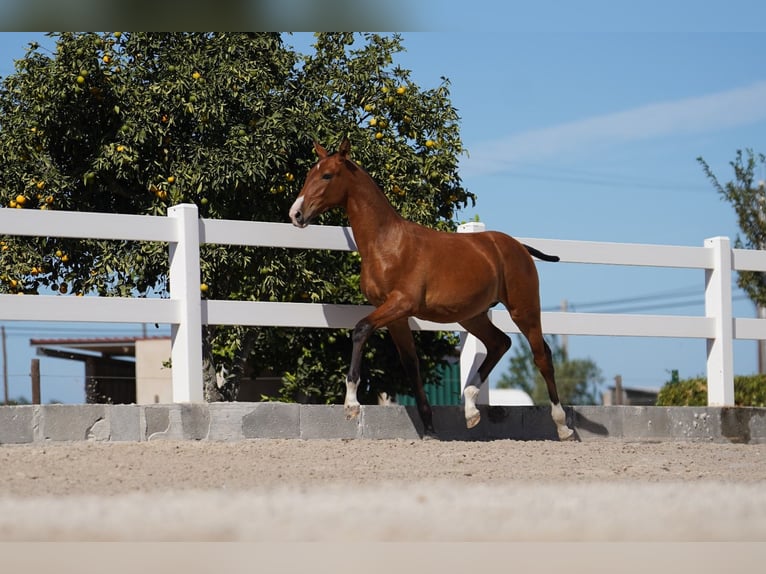 Lusitano Hengst 1 Jaar Roodbruin in Agua Derramada