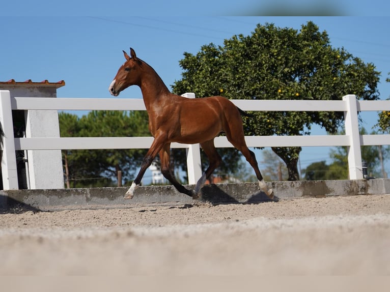 Lusitano Hengst 1 Jaar Roodbruin in Agua Derramada