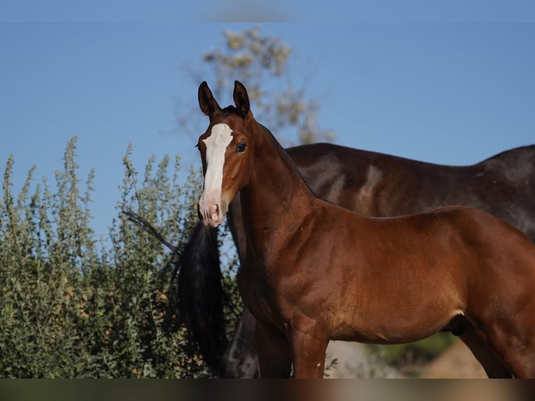 Lusitano Mix Hengst 1 Jaar Roodbruin in Agua Derramada