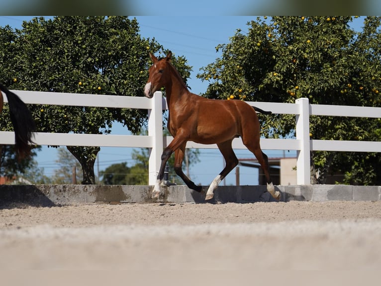 Lusitano Hengst 1 Jaar Roodbruin in Agua Derramada