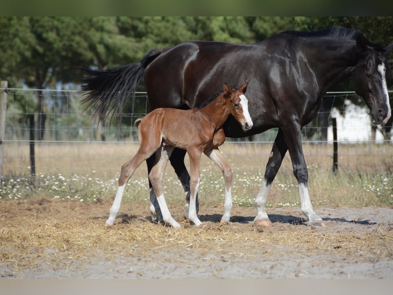 Lusitano Mix Hengst 1 Jaar Roodbruin in Agua Derramada