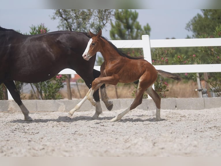 Lusitano Mix Hengst 1 Jaar Roodbruin in Agua Derramada