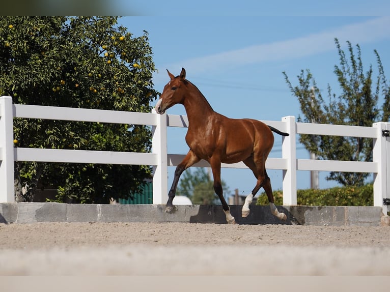 Lusitano Hengst 1 Jaar Roodbruin in Agua Derramada