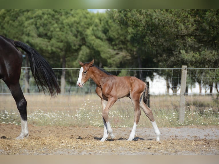 Lusitano Mix Hengst 1 Jaar Roodbruin in Agua Derramada