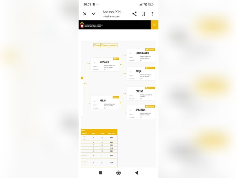 Lusitano Hengst 1 Jaar Schimmel in Las Piñas