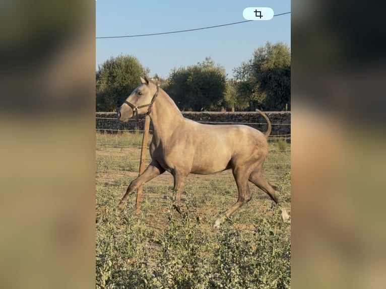 Lusitano Hengst 1 Jaar Schimmel in Zebreira