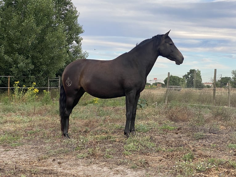 Lusitano Hengst 1 Jaar in Pinhal Novo