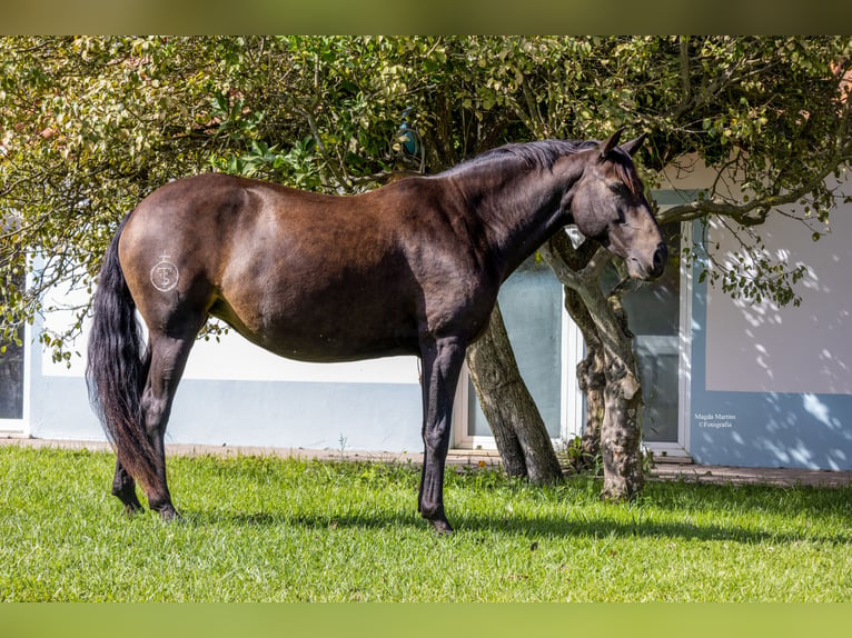 Lusitano Hengst 1 Jaar in Pinhal Novo