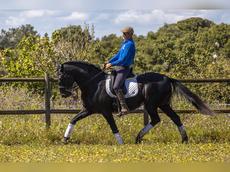 Lusitano Hengst 1 Jaar in Pinhal Novo