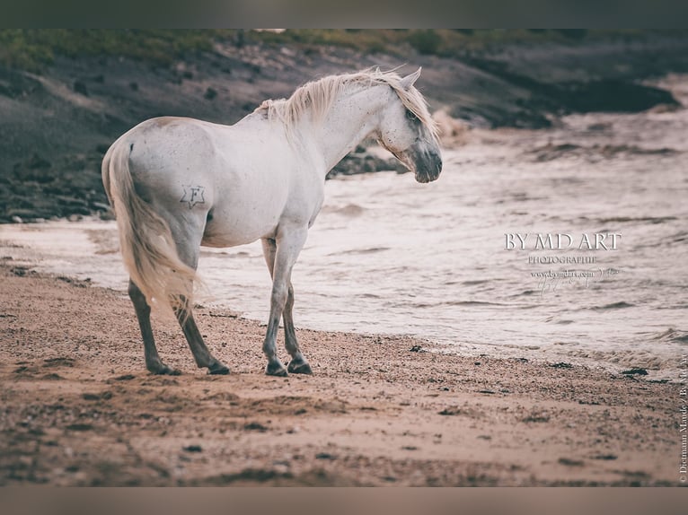 Lusitano Hengst 21 Jaar 164 cm Schimmel in Hourtin