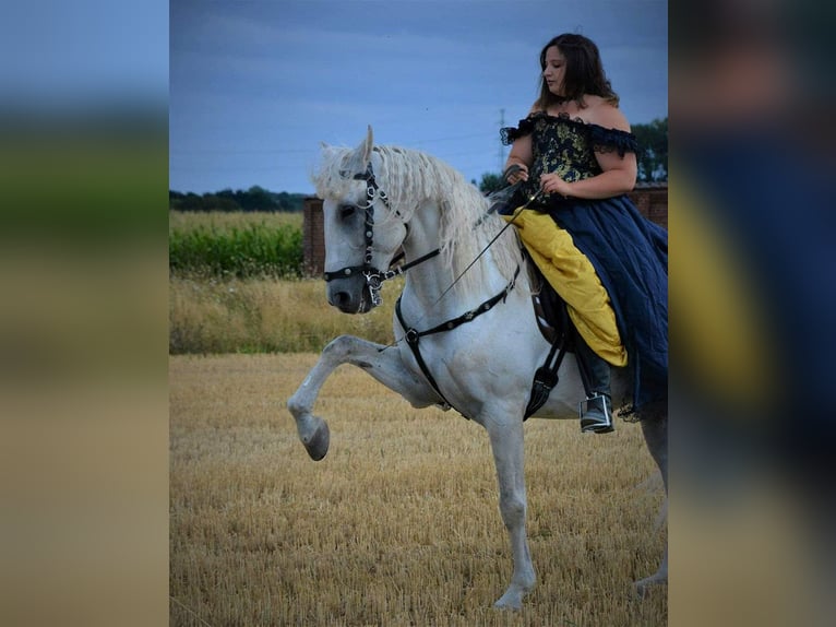 Lusitano Hengst 21 Jaar 164 cm Schimmel in Hourtin