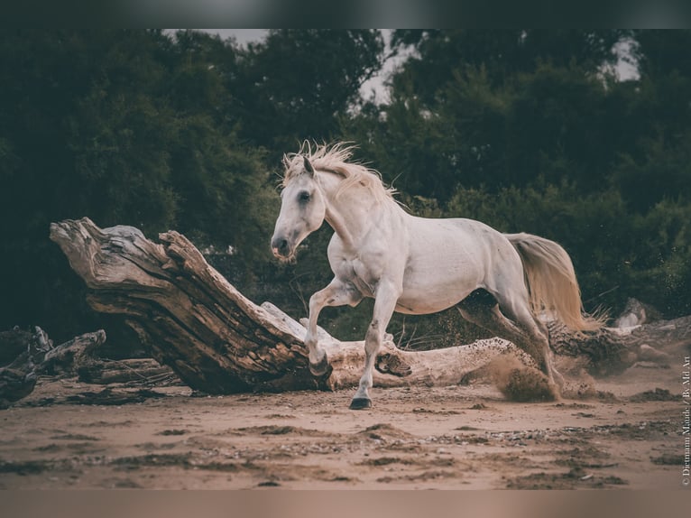 Lusitano Hengst 21 Jaar 164 cm Schimmel in Hourtin