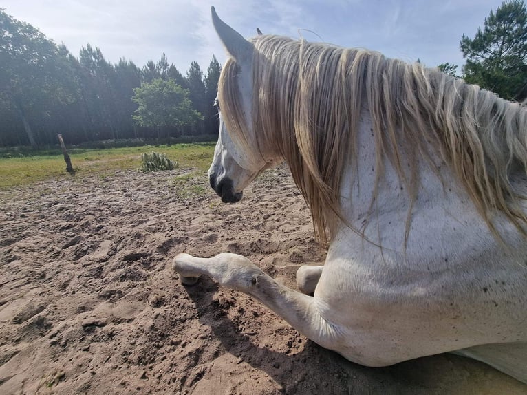 Lusitano Hengst 21 Jaar 164 cm Schimmel in Hourtin