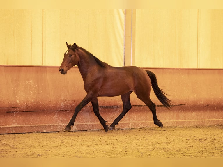 Lusitano Hengst 2 Jaar 146 cm Bruin in Montecorto, Provinz Malaga