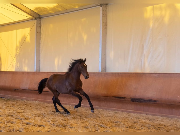 Lusitano Hengst 2 Jaar 146 cm Bruin in Montecorto, Provinz Malaga