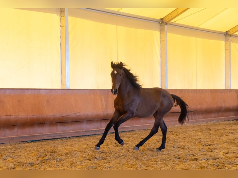 Lusitano Hengst 2 Jaar 146 cm Bruin in Montecorto, Provinz Malaga