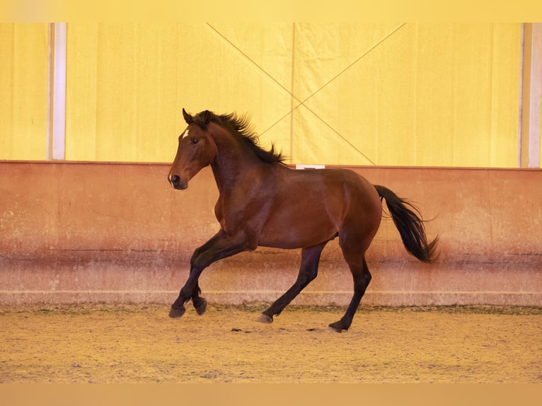 Lusitano Hengst 2 Jaar 146 cm Bruin in Montecorto, Provinz Malaga