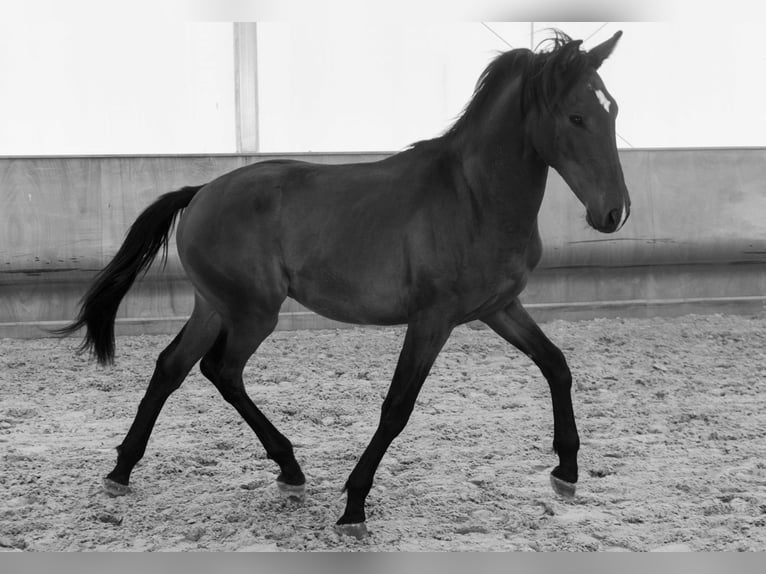 Lusitano Hengst 2 Jaar 146 cm Bruin in Montecorto, Provinz Malaga