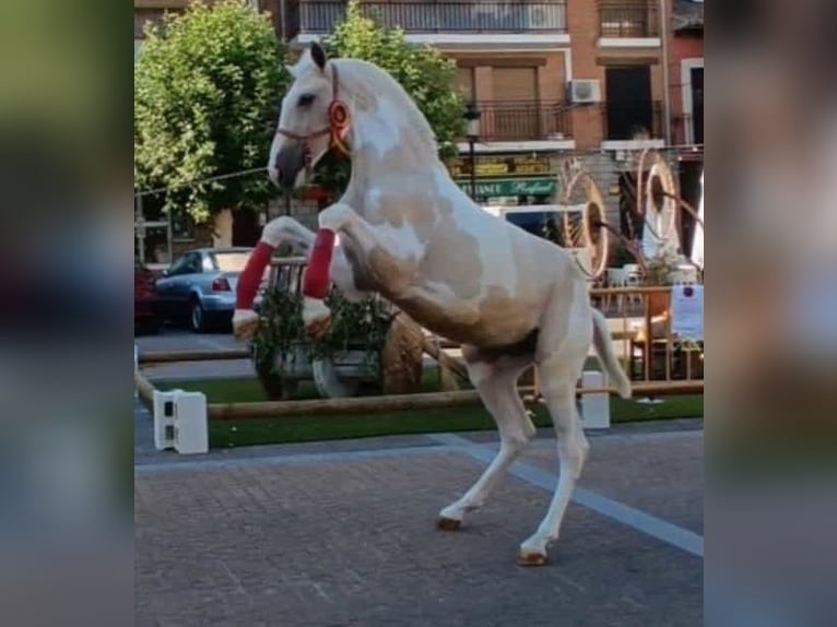 Lusitano Mix Hengst 2 Jaar 150 cm Gevlekt-paard in Rafelguaraf
