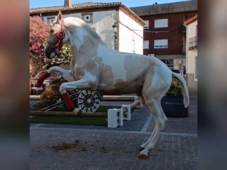 Lusitano Mix Hengst 2 Jaar 150 cm Gevlekt-paard in Rafelguaraf