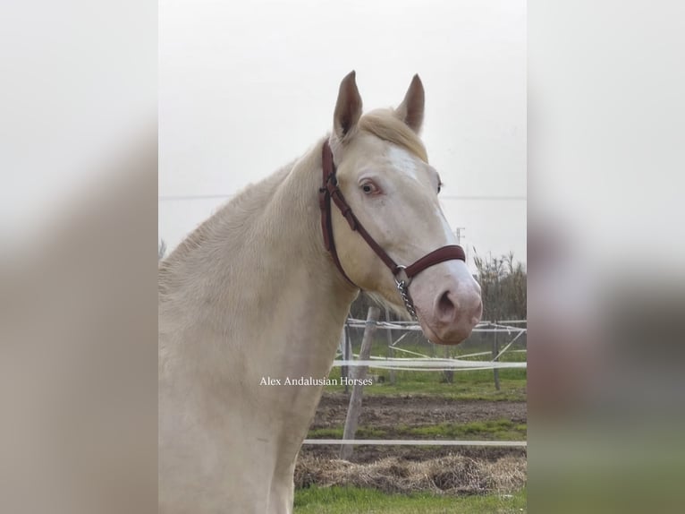 Lusitano Hengst 2 Jaar 150 cm Perlino in Sevilla