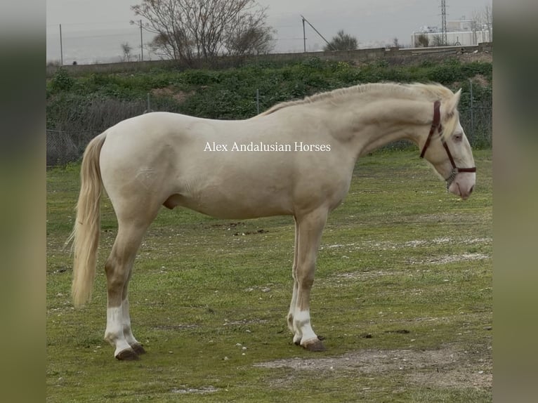 Lusitano Hengst 2 Jaar 150 cm Perlino in Sevilla