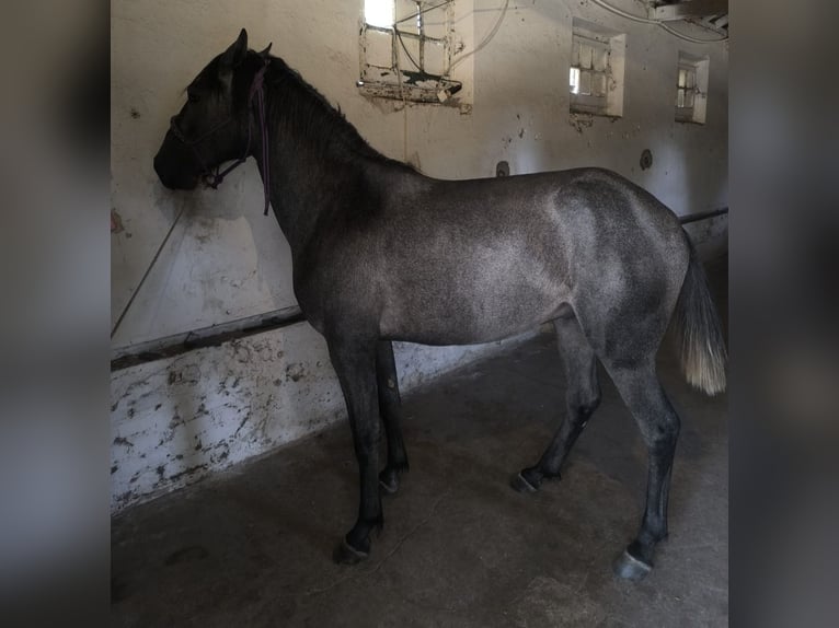Lusitano Hengst 2 Jaar 154 cm Schimmel in Castelo branco