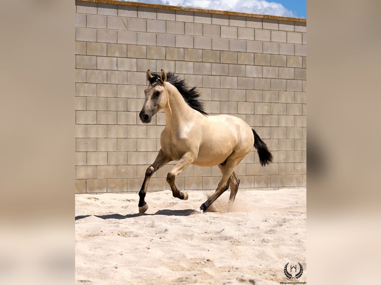Lusitano Hengst 2 Jaar 155 cm Falbe in Navalperal De Pinares
