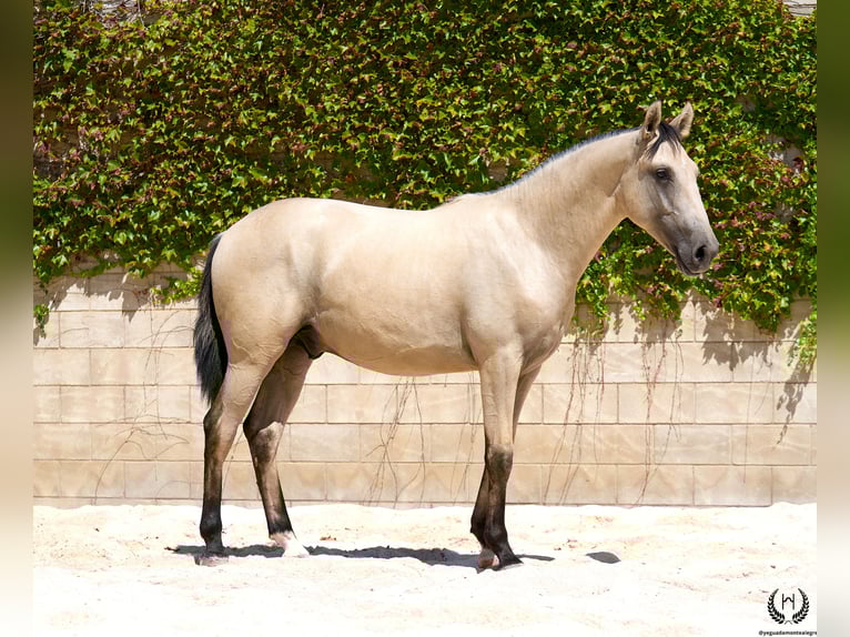 Lusitano Hengst 2 Jaar 155 cm Falbe in Navalperal De Pinares