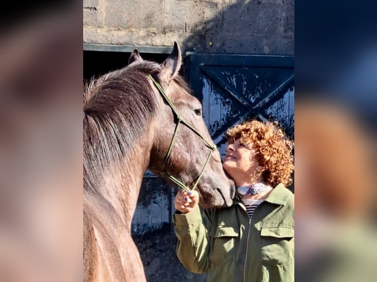 Lusitano Hengst 2 Jaar 155 cm Schimmel in Poligono Industrial A Tomada