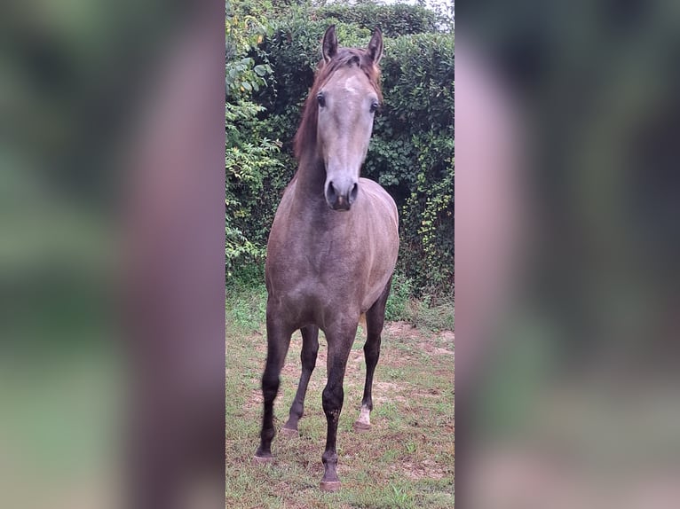 Lusitano Hengst 2 Jaar 155 cm Schimmel in Poligono Industrial A Tomada