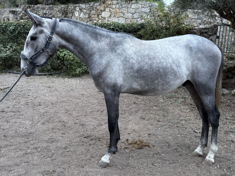 Lusitano Hengst 2 Jaar 155 cm Schimmel in Cabanas de Viriato
