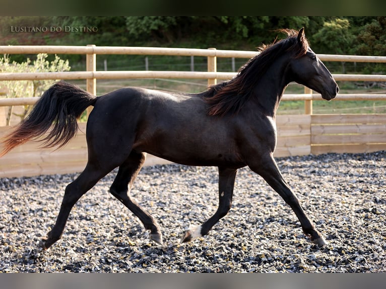 Lusitano Mix Hengst 2 Jaar 155 cm Zwart in Générac