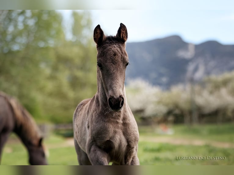 Lusitano Mix Hengst 2 Jaar 155 cm Zwart in Générac