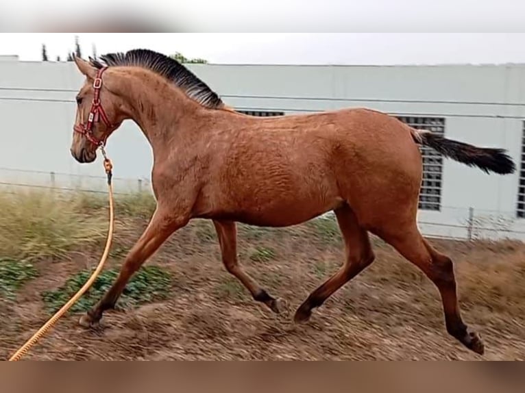 Lusitano Hengst 2 Jaar 156 cm Falbe in Las Piñas