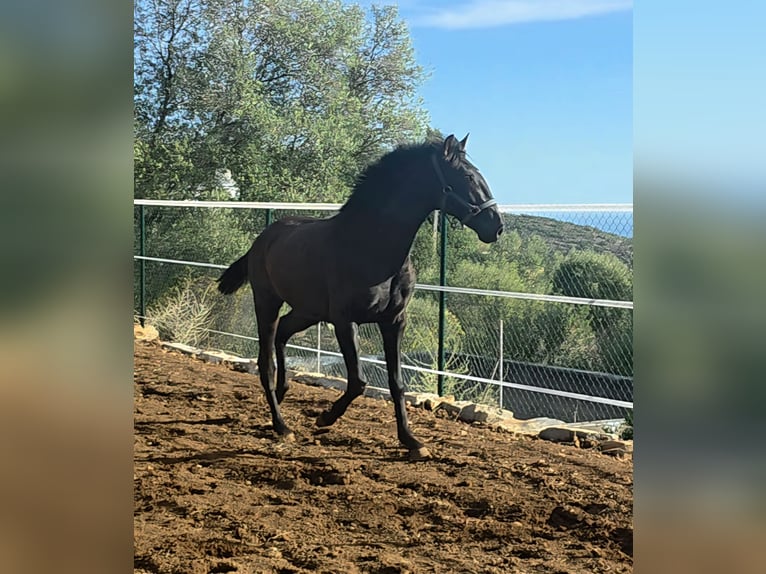Lusitano Hengst 2 Jaar 156 cm Zwart in Termos