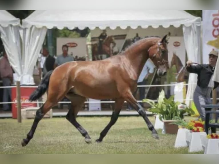 Lusitano Hengst 2 Jaar 157 cm Falbe in St Julien du Puy