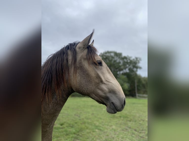 Lusitano Hengst 2 Jaar 157 cm Falbe in St Julien du Puy