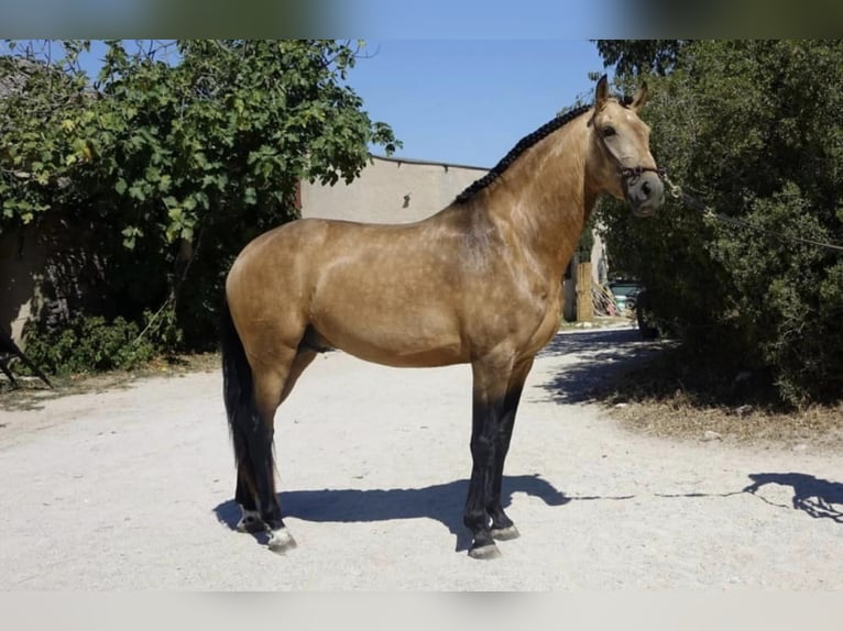 Lusitano Hengst 2 Jaar 157 cm Falbe in St Julien du Puy