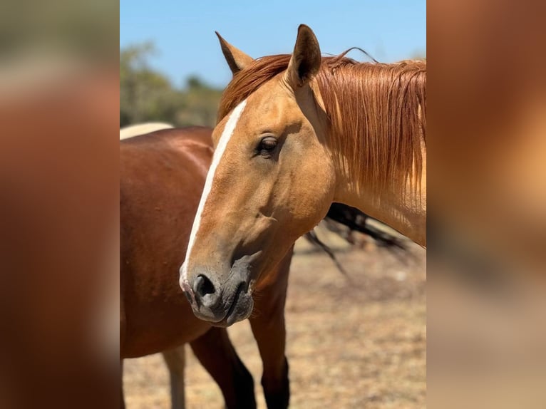 Lusitano Hengst 2 Jaar 157 cm Red Dun in Lagos