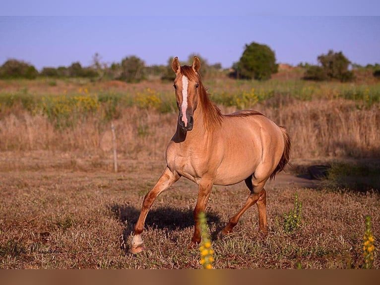 Lusitano Hengst 2 Jaar 157 cm Red Dun in Lagos