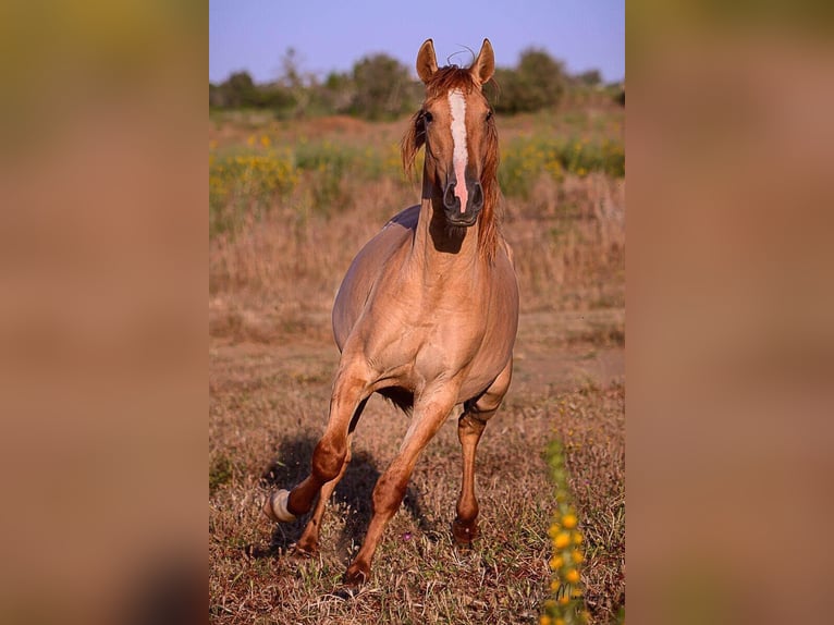 Lusitano Hengst 2 Jaar 157 cm Red Dun in Lagos