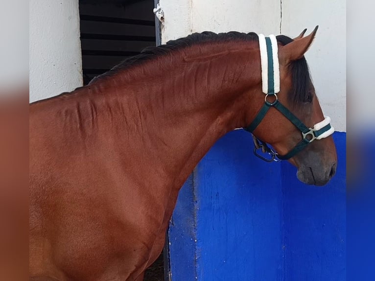 Lusitano Hengst 2 Jaar 158 cm Bruin in Alcala Del Vallevalle