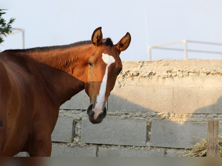 Lusitano Hengst 2 Jaar 158 cm Bruin in Rio Maior