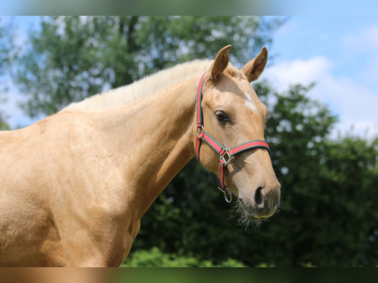 Lusitano Hengst 2 Jaar 158 cm Palomino in Postfeld