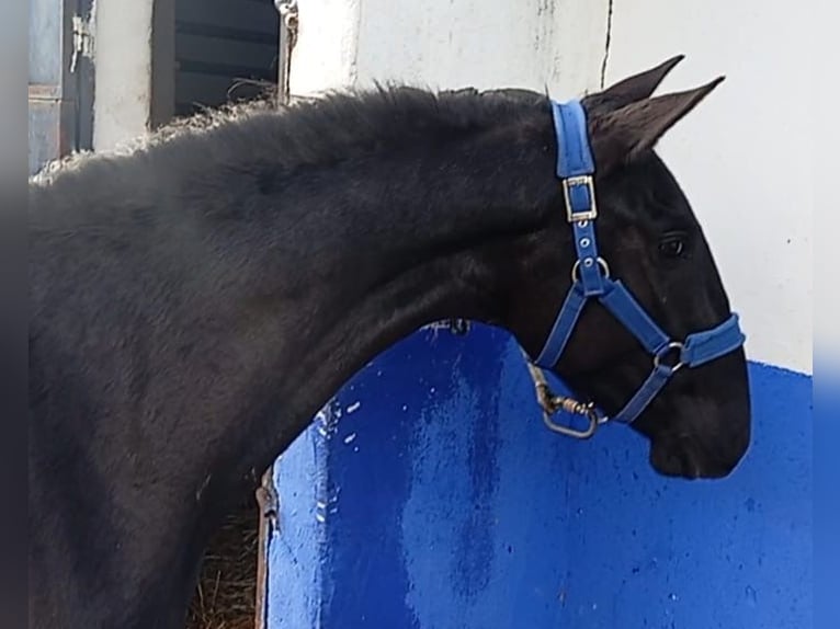 Lusitano Hengst 2 Jaar 158 cm Zwart in Las Piñas