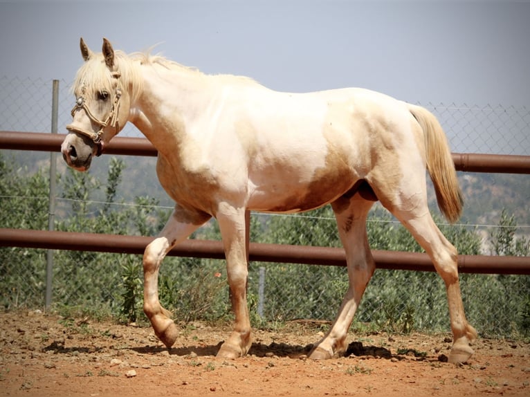 Lusitano Mix Hengst 2 Jaar 159 cm Overo-alle-kleuren in Valencia