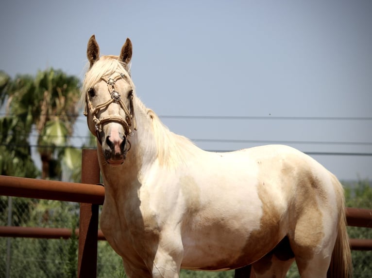 Lusitano Mix Hengst 2 Jaar 159 cm Overo-alle-kleuren in Valencia