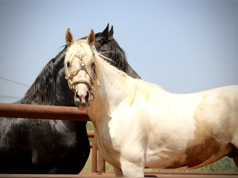 Lusitano Mix Hengst 2 Jaar 159 cm Overo-alle-kleuren in Valencia