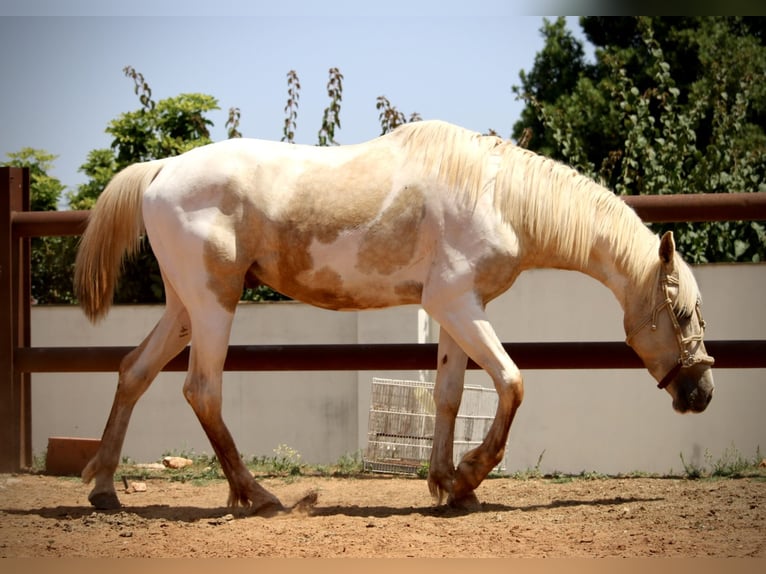 Lusitano Mix Hengst 2 Jaar 159 cm Overo-alle-kleuren in Valencia